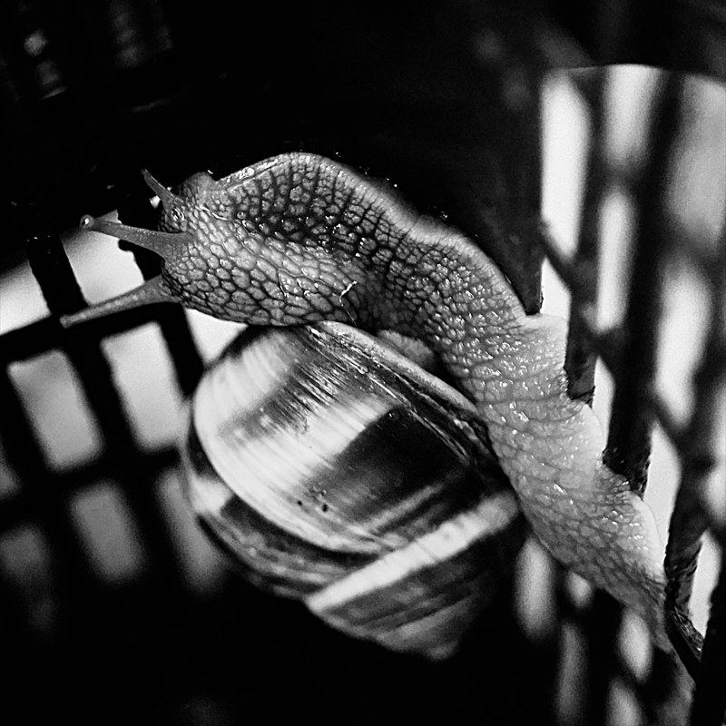 Snails, photography by Cangrande